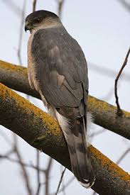 Gray Bird With Red Mohawk Pin On Noah S Birds