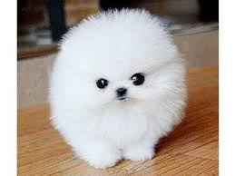 Black And White Pomeranian Puppy For Sale Cheap Micro Teacup Pomeranian Puppies For Sale Pomeranian Puppy Teacup Pomeranian Puppy For Sale Teacup Pomeranian
