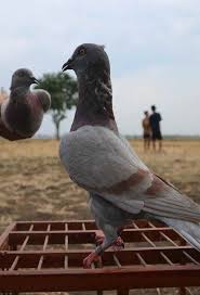 Bila disamakan mirip dengan burung merak. Mengawinkan Burung Merpati Sedarah Apakah Bagus Binatang Peliharaan
