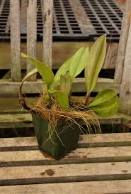 Image result for Bulbophyllum prorepens