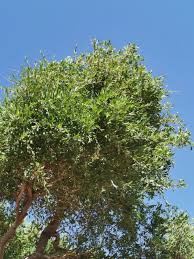 Image result for Boscia integrifolia