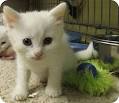 Domestic Kittens For Sale & Cats ... - Cat Adoption Near Me