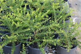 Image result for Acacia lasiopetala