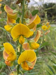 Image result for Crotalaria quarrei