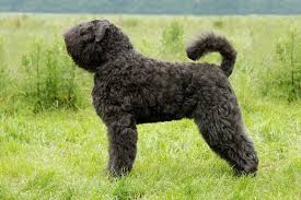 De omlijsting rond de ingang van het hok is gemaakt van aluminium. Bouvier Des Flandres