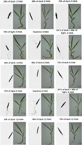Image result for Urochloa brizantha