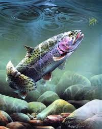 All you need to do is to know how to save images as wallpapers, and there you go! Trout Iphone Wallpapers Wallpaper Cave