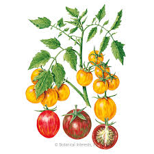 Check spelling or type a new query. Artisan Bumble Bee Blend Pole Cherry Tomato Seeds Vegetables Botanical Interests