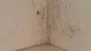Zwarte schimmel huist vooral in gipsplaten, hout en vochtige ruimtes zoals de sanitaire voorziening of de keuken. Schimmel Muren Youtube
