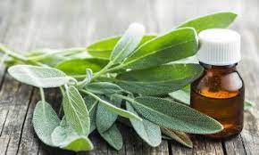 Mentre il limone antibatterico si prenderà cura dei tuoi denti, la salvia in polvere protegge le tue gengive! Olio Essenziale Di Salvia Proprieta Curative E Benefici