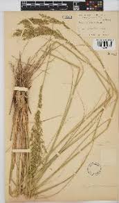 Image result for Eragrostis pallens