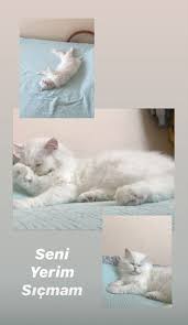 Gamze Boz Adli Kullanicinin Ceat Panosundaki Pin 2020 Kedileri Seviyorum Kedi Hayvanlar