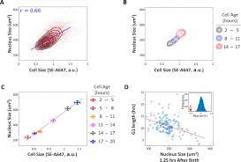 Check spelling or type a new query. Cell Size Sensing In Animal Cells Coordinates Anabolic Growth Rates And Cell Cycle Progression To Maintain Cell Size Uniformity Elife