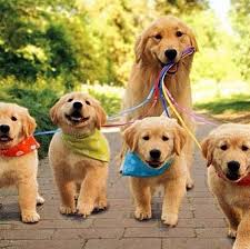 Can the net harness a bunch of volunteers to help bring books in the public domain to life through podcasting? When Golden Retriever Puppies Attack With Cuteness Dogtime Cute Puppies Puppies Baby Dogs
