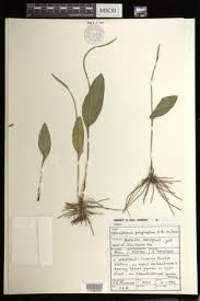 Image result for Ophioglossum polyphyllum