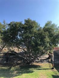 Image result for Pistacia