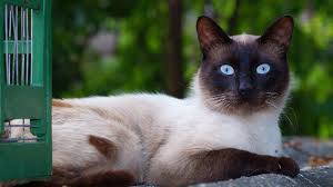 Russian blue balinese cat hypoallergenic cats. Are Siamese Cats Hypoallergenic Plus 2 Causes Of Allergies
