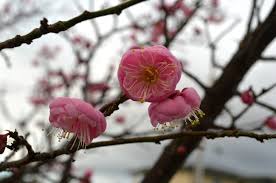 Spring blossoming white spring flowers on a tree against soft floral background. Japanese Flowering Apricot Under The Solano Sun Anr Blogs