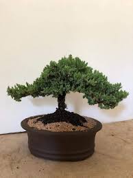 This captivating rock juniper bonsai tree features the power and tranquility of bonsai but in a smaller size. Eve S Garden Japanese Juniper Bonsai Tree 12 Years Old Japanese Juniper Planted In 12 Inch Ceramic Container Outdoor Bonsai Cannot Ship To Ca California Amazon Com Grocery Gourmet Food