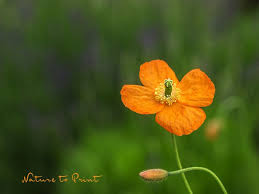 Dauerbluher Armenischer Mohn Im Prariebeet Dauerbluher Blumensamen Blumenbilder