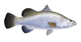 Musim ikan kakap putih barramundi di tambak bandeng mancing ikan kakap putih alias barramundi daerah cilamaya karawang. Komunitas Penyuluh Perikanan Pencegahan Dan Pengendalian Hama Penyakit Ikan Kakap Putih