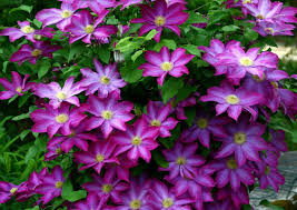 How to tie up a clematis. Clematis Gardening On