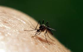 Sanford, fl expert pest control services. Pest Control Sanford Fl Abc Home Commercial Services