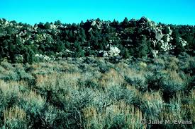 Image result for Polystachya tridentata