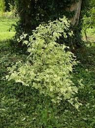 Maybe you would like to learn more about one of these? Philadelphus Coronarius Variegatus Philadelphus Coronaria Variegata Variegata Sweet Mock Orange Variegated Mock Orange Plant Lust