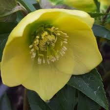 Image result for Impatiens gomphophylla