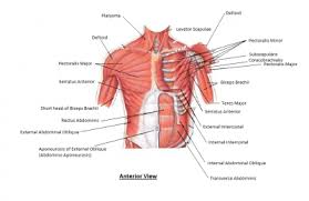 Learn about each of these muscles, their locations, functional anatomy and exercises for them. What Is The Anatomy Of Chest Muscles My Science School