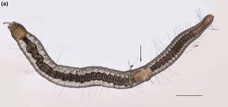 Image result for Gilgiochloa