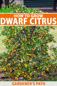 How To Grow Dwarf Citrus Trees Gardeners Path