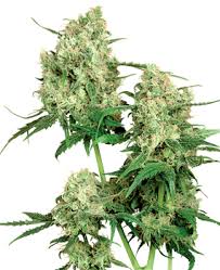 Sensi seeds is one of the oldest and largest seed banks in the world today. Sensi Seeds