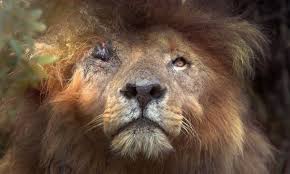 Physically, lions are a tawny golden color, and are the only cats whose sexes can be told apart at a distance. Conservationists Mourn Natural Death Of Kenyan Lion Scarface Animals The Guardian