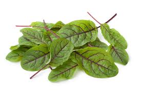 Image result for Rumex