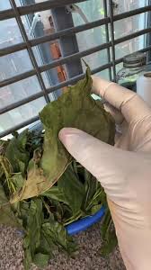 Image result for Alchornea laxiflora