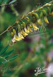 Image result for Astragalus