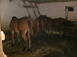 Maybe you would like to learn more about one of these? Manze Cumparate De La Pancota Jud Arad Mariusflorin