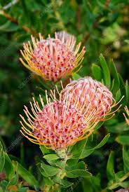 Image result for Leucospermum
