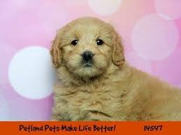 Maybe you would like to learn more about one of these? Dogs Puppies For Sale Petland Chicago Ridge Illinois Pet Store Puppies For Sale Pets Puppies