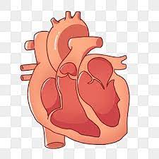 Cartoon Human Heart Illustration Heart Red Heart Human Organs Png Transparent Clipart Image And Psd File For Free Download Heart Illustration Heart Hands Drawing Cartoon Heart