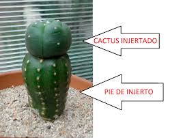 ¿cómo se nos ocurrió hackearbook.com? Como Injertar Cactus Paso A Paso