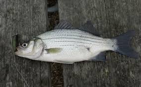 Black And White Striped Fish Florida The Best Baits To Use When Fishing For Shellcracker Bream Striped Bass Fish Freshwater Fish
