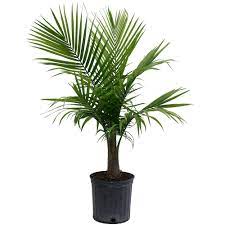 The palm centre is a uk nursery supplying interesting palm trees and other exotic plants from around the world. Costa Farms Majesty Palm In 9 25 In Grower Pot 10maj The Home Depot