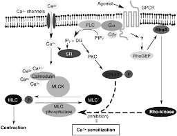 Smooth muscles in arteries and veins are largely responsible for regulation of blood pressure. Schematic Diagram Of The Regulation Of Smooth Muscle Contraction Gpcr Download Scientific Diagram