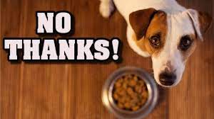 Maybe you would like to learn more about one of these? Why My Dog Won T Eat Its Food Why Is That And How Can I Help My Dog Youtube