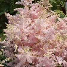 Plant Profile For Astilbe Younique Silvery Pink Younique Series Astilbe Perennial Shade Perennials Shade Garden Plants Pink Perennials