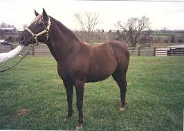 Rocky Mountain Horse Association Online Database