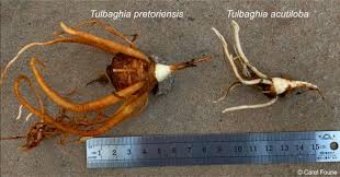 Image result for Tulbaghia acutiloba